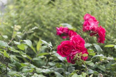 çiçek kırmızı gül atış kapatın