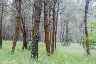 ağaçlar yeşil çim hasarlı portakal kabuğu ile