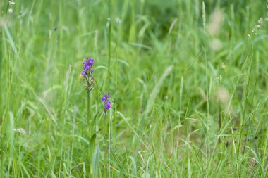 otların arasında çiçek açan küçük mor çiçekler