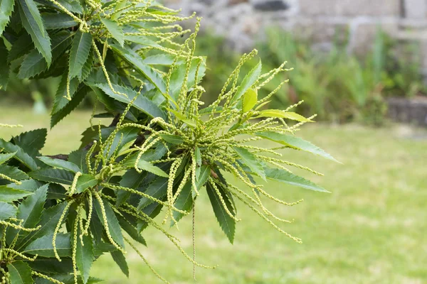 Nahaufnahme Von Kastanienbaum Grünen Blättern — Stockfoto