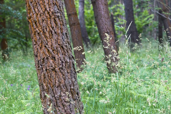 Baumstämme Mit Beschädigter Rinde Grünen Gras — Stockfoto