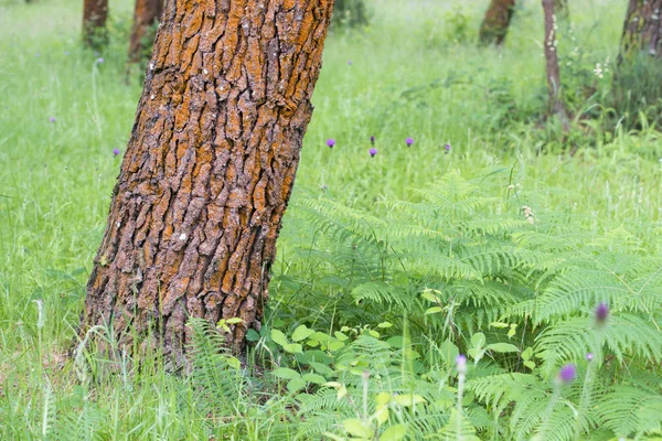 Baumstamm Mit Beschädigter Rinde Grünen Gras — Stockfoto