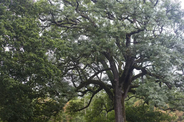 Χαμηλή Γωνία Θέα Μεγάλο Δέντρο Πράσινα Φύλλα — Φωτογραφία Αρχείου