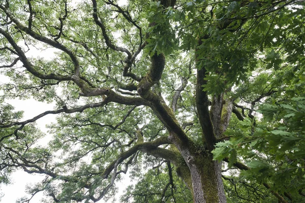 Visão Baixo Ângulo Árvore Grande Com Folhas Verdes — Fotografia de Stock