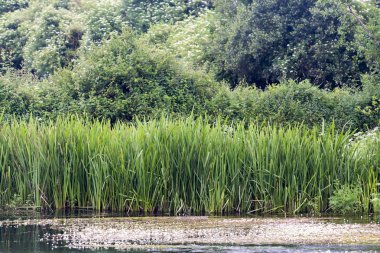 gür yeşilliklerle çevrili bataklık görünümü