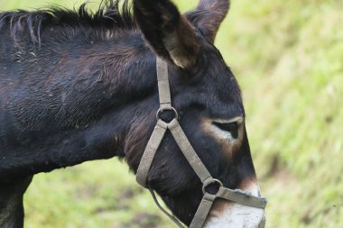 siyah eşek baş shot kadar kapatın