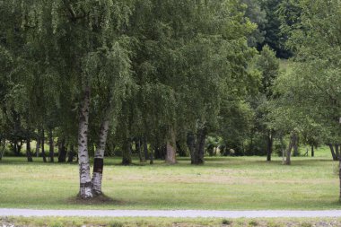 yeşil ağaçlar ve çim ile Park manzara