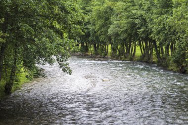 nehir gür yeşil sahne görünümünü