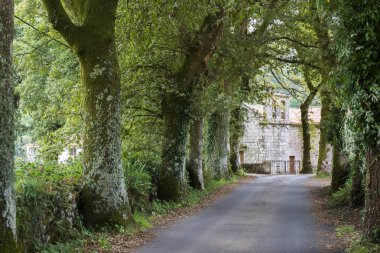 Perspektif Görünümü yol ağaçları ile azalan