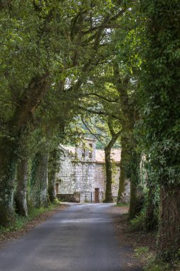 Perspektif Görünümü yol ağaçları ile azalan
