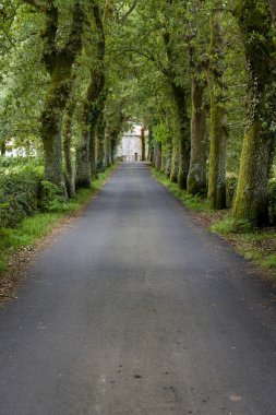Perspektif Görünümü yol ağaçları ile azalan
