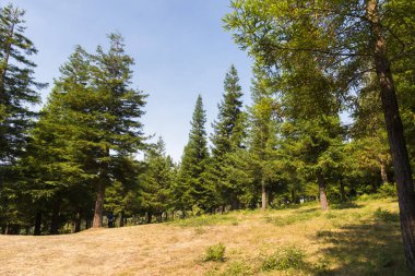 parlak güneş ışığı altında tepede çam ağaçları