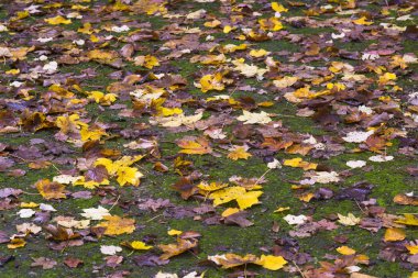 Düşen sonbahar yaprakları yeşil çimlerde
