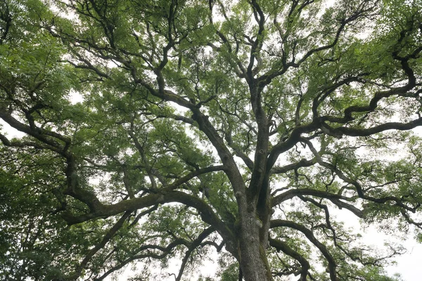 Visão Baixo Ângulo Árvore Grande Com Folhas Verdes — Fotografia de Stock