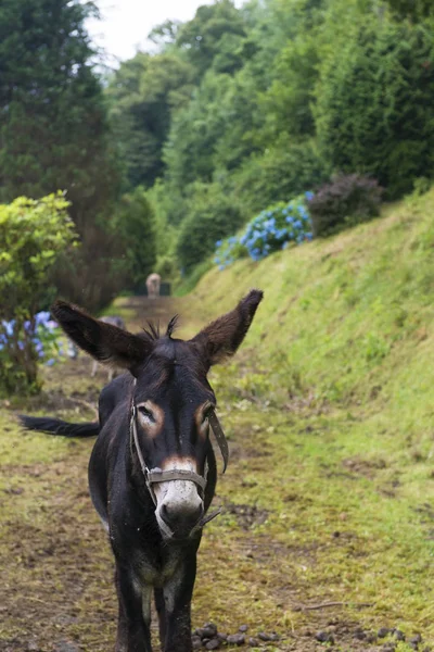 Zwarte Ezel Wandelen Traject Groene Scène — Stockfoto