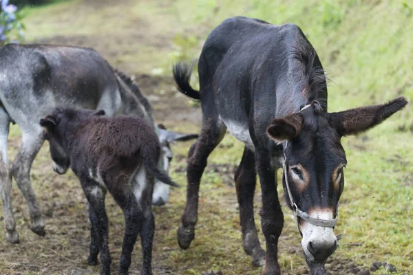 Weergave Van Ezels Grazende Groene Veld — Stockfoto