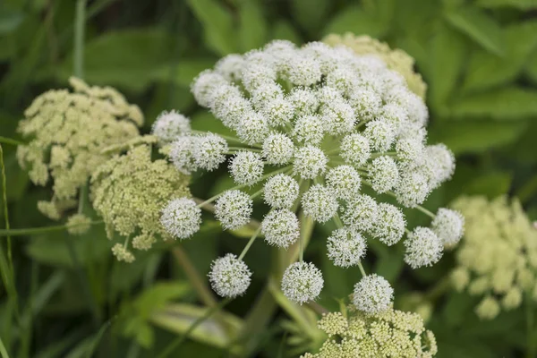 Close Shot Wild Plant — Stock Photo, Image