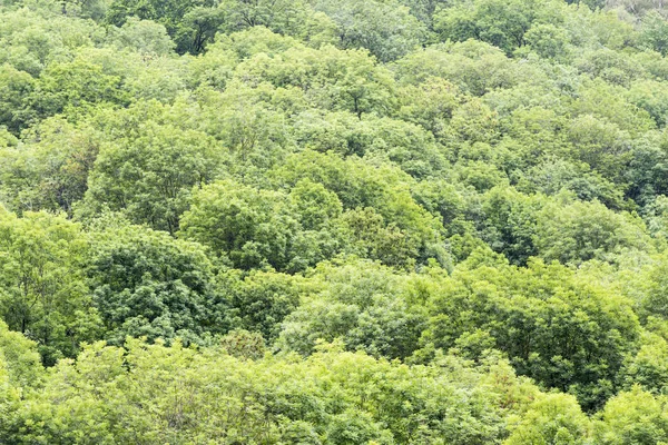 Orman Yemyeşil Yeşil Ağaçlar Yeşillik Görünümünü — Stok fotoğraf