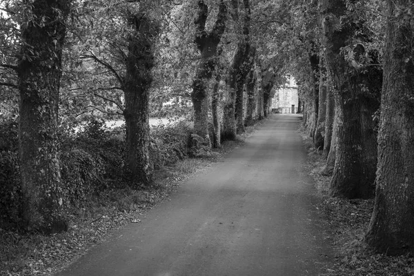 diminishing perspective view of road with trees, black and white