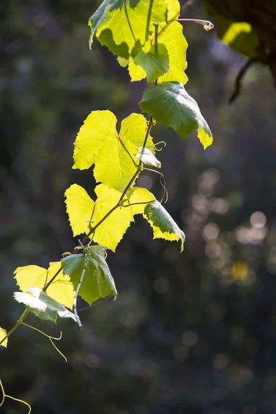 Rama Iluminada Por Sol Con Hojas Verdes — Foto de Stock