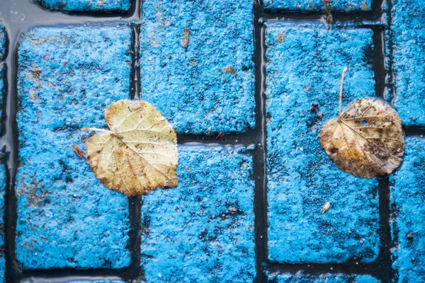 Blue Street Tile Fallen Autumn Leaves — Stock Photo, Image