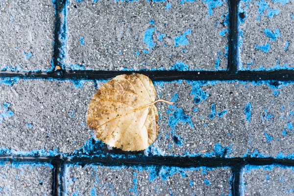 Blaue Straßenziegel Mit Gefallenem Herbstblatt — Stockfoto