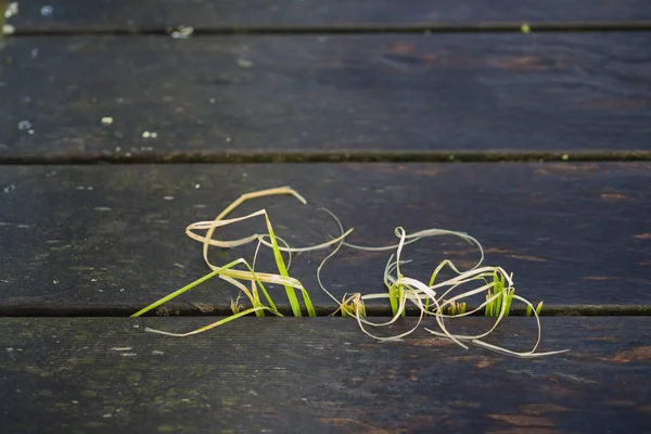 Zielona Trawa Rośnie Przez Drewniane Boardwalk — Zdjęcie stockowe