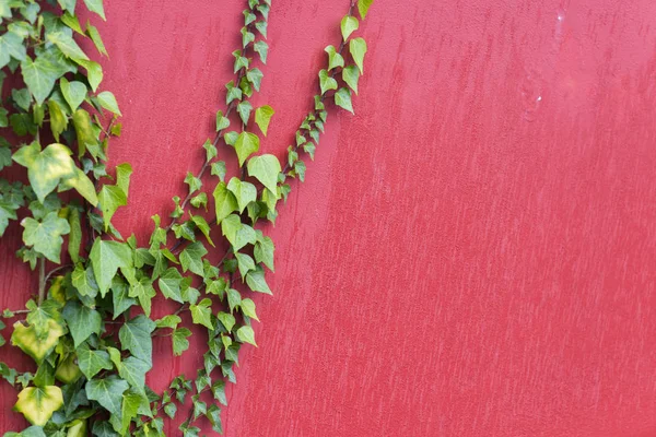 Green Leaves Vines Red Wall — Stock Photo, Image