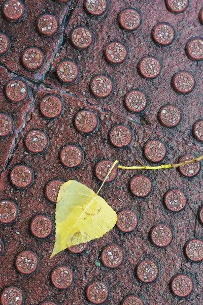 湿的街道瓦片与秋天的叶子 — 图库照片