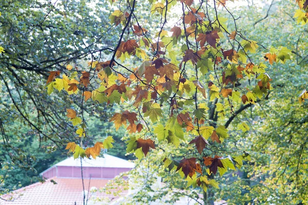 View Autumn Leaves Tree Branches — Stock Photo, Image