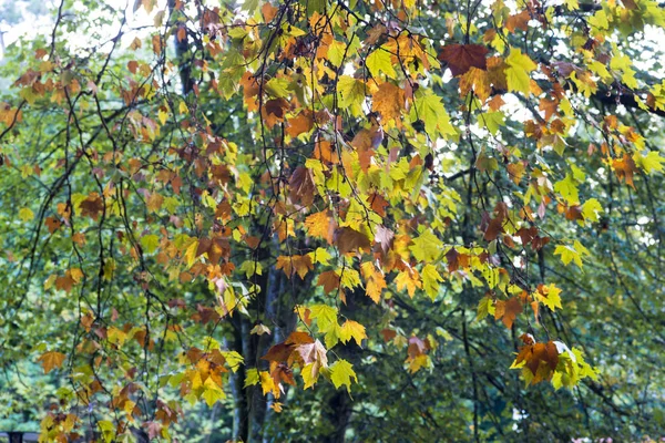Вид Осенних Листьев Ветвях Деревьев — стоковое фото