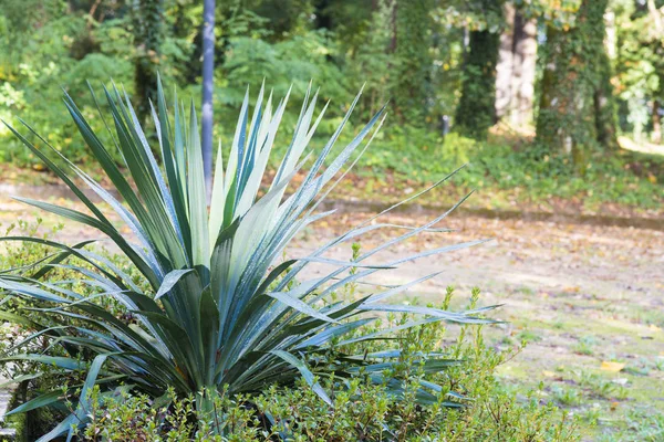 Small Palm Bush Pathway Park — Stock Photo, Image