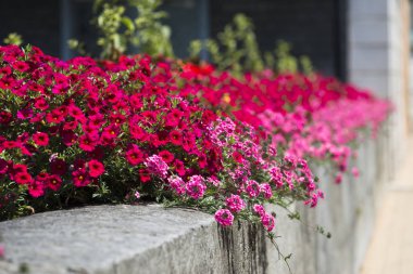 çiçek açan çiçek çalılar parlak güneş ışığı altında