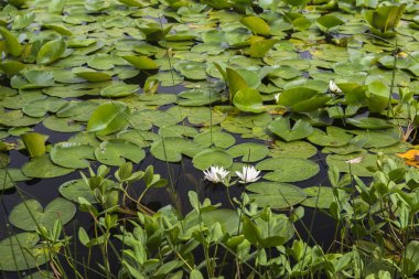 Göl suyu üzerinde nilüferler görünümünü bırakır
