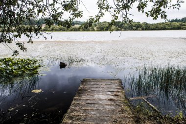 havuz ağaç dalları ile eski iskele