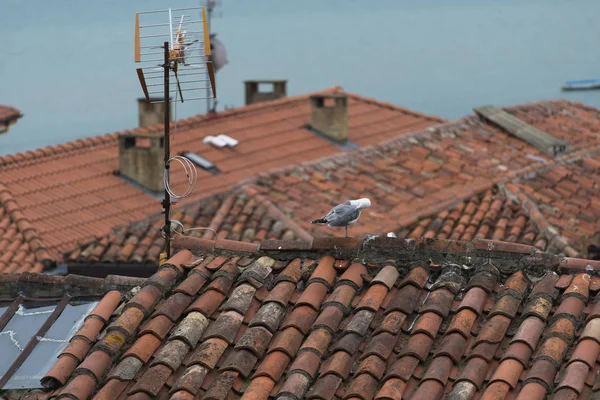 赤瓦屋根に鳥のビュー — ストック写真