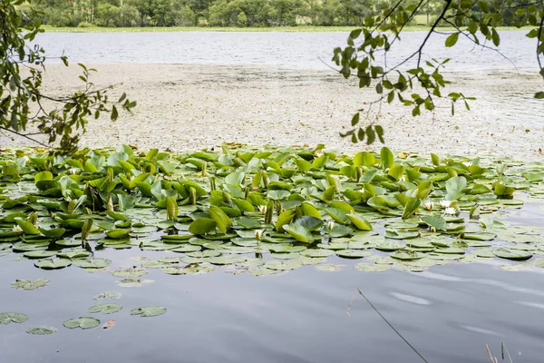 Blick Auf Seerosen Blätter Auf Teichwasser — Stockfoto