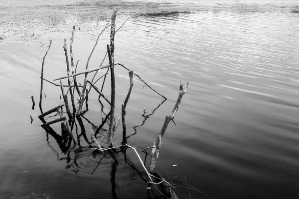 Göl Dallarında Siyah Beyaz Çekim — Stok fotoğraf