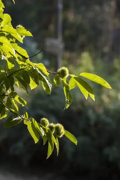 Sol Iluminado Castanheiros Ramos Com Folhas — Fotografia de Stock