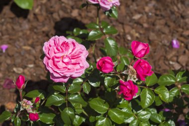 Parlak gün ışığı altında canlı pembe güller