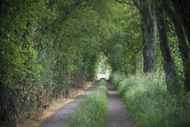 yemyeşil yeşil ağaçlarıyla çevrili kırsal yol