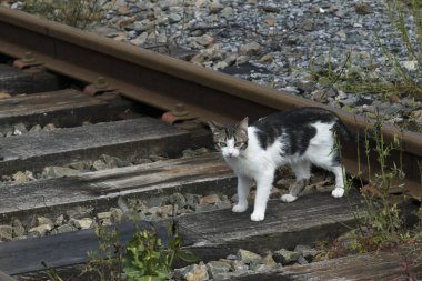 kedi ayakta demiryolu parça ve kameraya bakıyor