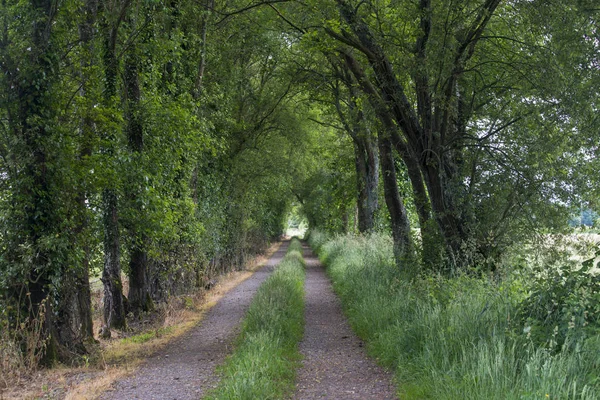 Camino Rural Rodeado Frondosos Árboles Verdes — Foto de Stock