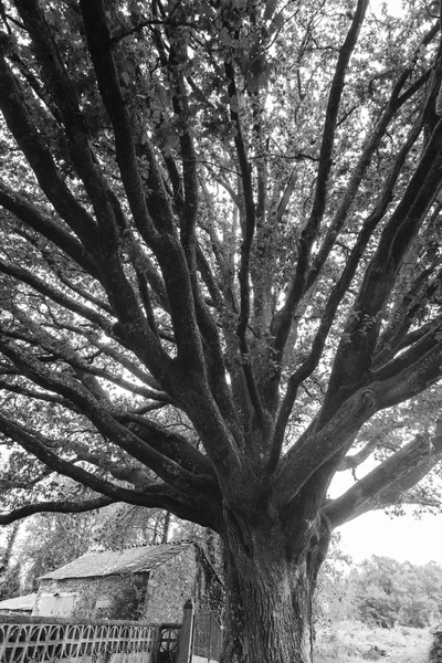 Visão Baixo Ângulo Árvore Grande Preto Branco — Fotografia de Stock