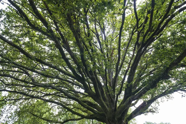 Visão Baixo Ângulo Árvore Grande Com Folhagem Verde — Fotografia de Stock