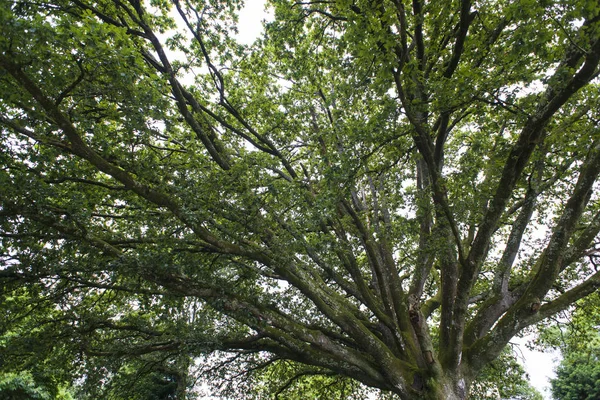 Visão Baixo Ângulo Árvore Grande Com Folhagem Verde — Fotografia de Stock