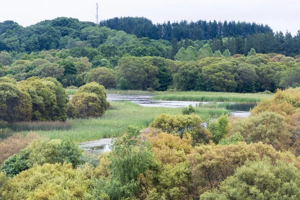 Malerischer Blick Auf Teich Umgeben Von Üppigem Grün — Stockfoto