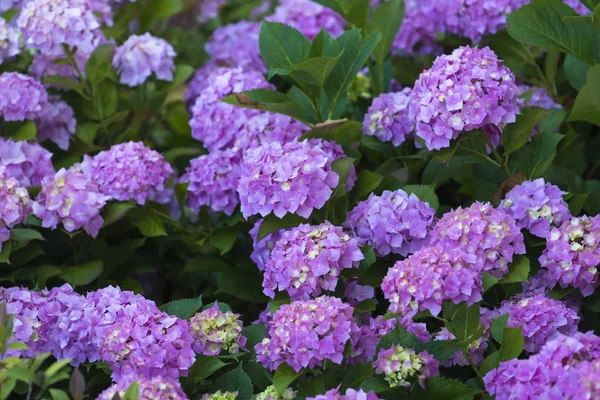 Floreciendo Flores Hortensias Púrpuras Con Hojas Verdes — Foto de Stock