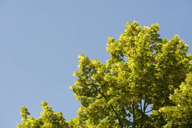 Mavi gökyüzü yemyeşil yeşil ağaç yaprakları 