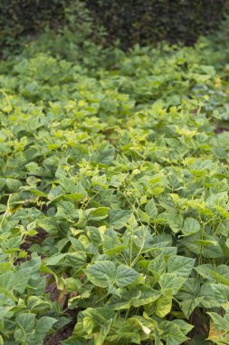 gün ışığında büyüyen yeşil çalılar görünümünü